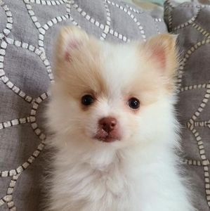 Meet your Posher, Charlotte